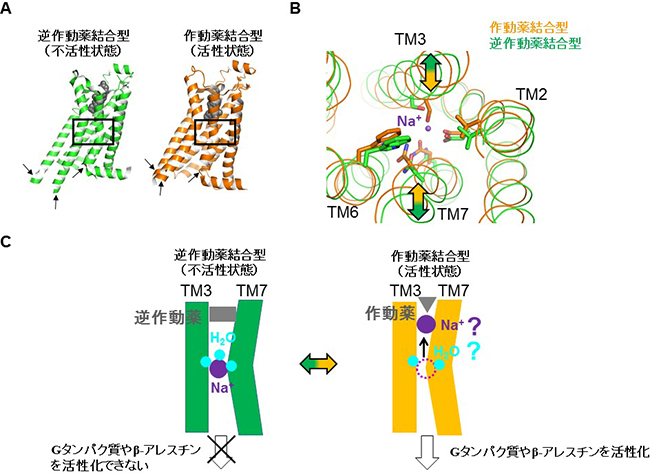 Gタンパク質共役型受容体（GPCR）の構造変化の図