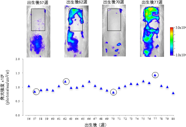 毛包NG2細胞のin vivo発光イメージングによる老齢ラットの毛周期モニタリングの図