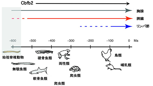 胸腺(一次免疫組織)とリンパ節(二次免疫組織)の進化模式図の画像