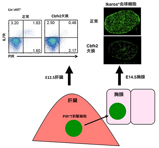 Cbfb2欠損マウスと正常マウスの胎児期の肝臓と胸腺の図