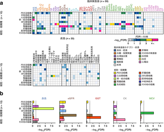 臨床検査値および病気のGWAS結果における細胞組織特異的エピゲノム情報の関わりの図