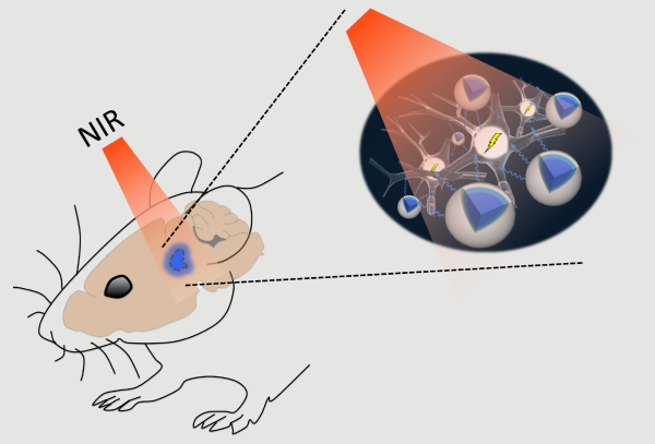 schematic of NIR stimulation combined with optogenetics
