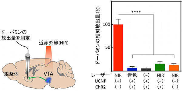 青色放出UCNPを用いた光遺伝学によるドーパミン神経細胞の活性化の図