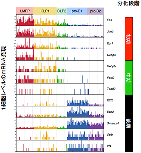 マウス骨髄の前駆細胞における1細胞レベルの遺伝子発現の図