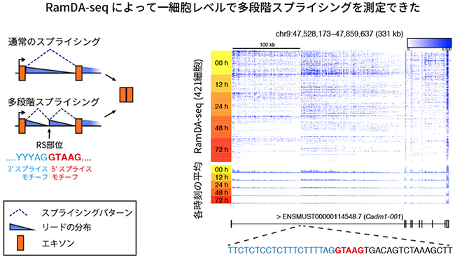 特殊なスプライシングの検出の図