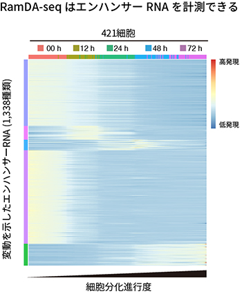 細胞分化の進行に伴って変動するエンハンサーRNAの検出の図