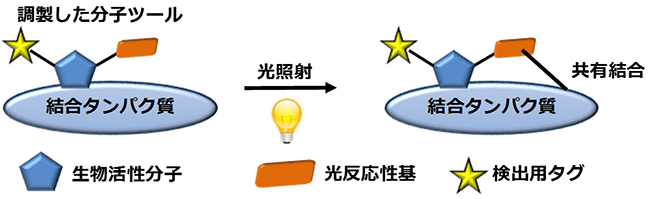 光親和性標識法の概略図の画像