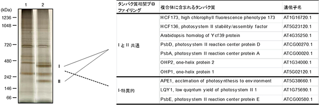OHP1と相互作用するタンパク質の同定の図