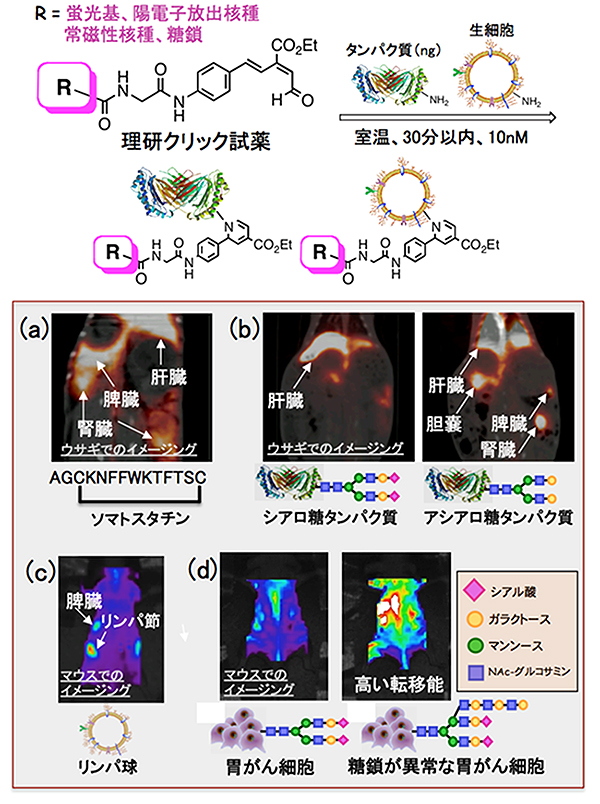 理研クリック試薬によるタンパク質や生細胞の標識化とイメージングの図