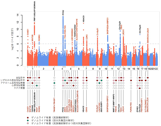 52万人規模のゲノムワイド関連解析(GWAS)の結果の図