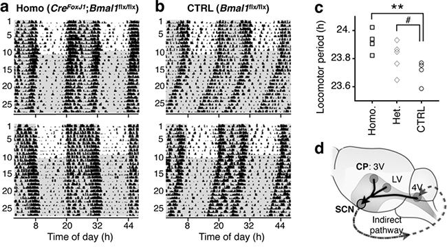 脈絡叢の時計遺伝子Bmal1欠損マウス行動リズムの延長の図