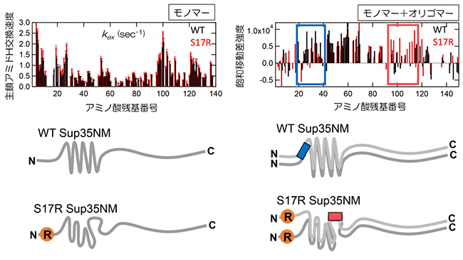 Sup35NMのWTとS17R 変異体のモノマー、オリゴマー構造の相違点の図