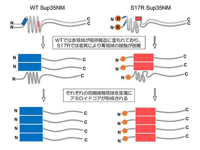 Sup35NMのWTとS17R 変異体のアミロイド形成過程のモデルの図