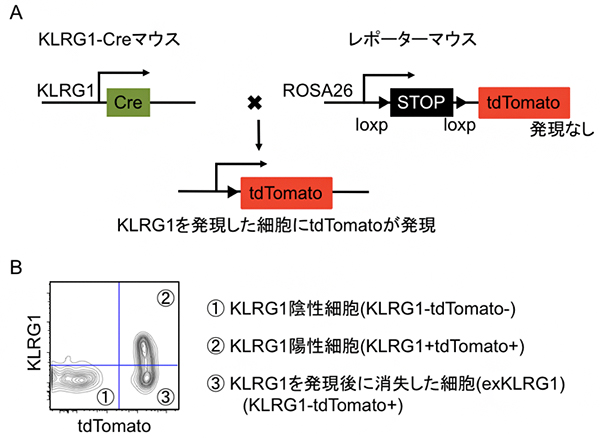 細胞系譜追跡法を用いた記憶キラーT細胞分化機構の解析の図