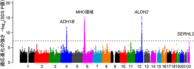 日本人集団の適応進化に関わる遺伝子領域の図