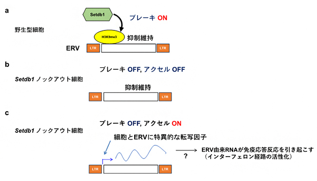 本研究で提唱したモデルの図