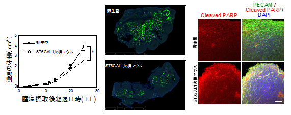 ST6GAL1欠損マウスにおける腫瘍の解析結果の図