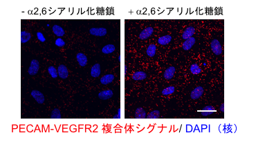 PECAM同士の相互作用阻害に伴うPECAM-VEGFR2複合体の細胞内取り込みの図
