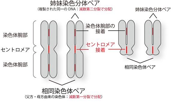 セントロメア接着、姉妹染色分体、相同染色体の関係の図