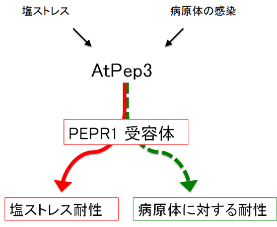 AtPep3ペプチドの機能のイメージ図