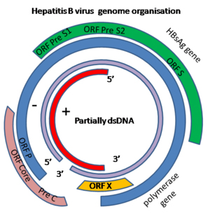 B型肝炎ウイルス（HBV）ゲノムがコードする遺伝子の図