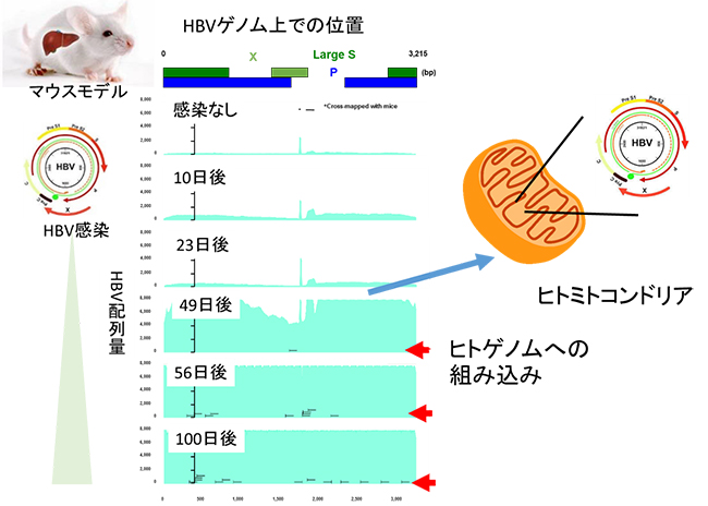 HBV感染マウスモデルにおけるHBVのヒト肝臓への組み込み時期の図