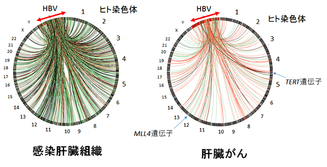 HBVゲノムのヒトゲノムへの組み込みの図