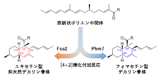[4+2]環化付加反応を触媒する酵素Fsa2とPhm7の図
