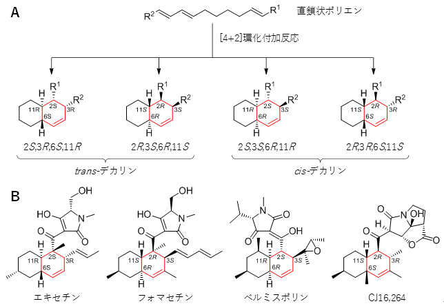 [4+2]環化付加反応で生じる四つの立体異性体とエキセチンとその類縁化合物の図
