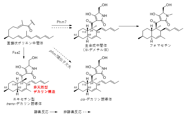 酵素Phm7、Fsa2の作用によって生じたデカリンの構造の図
