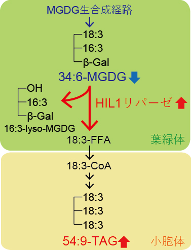 高温ストレス条件下の葉におけるHIL1によるMGDGのリモデリングの図