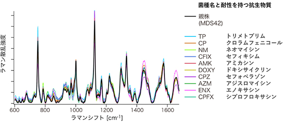 ハイスループットラマン散乱分光装置による薬剤耐性大腸菌のラマン散乱スペクトルの図