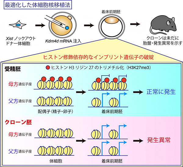 最適化したクローン胚でもヒストン修飾依存的なインプリント遺伝子が破綻の図