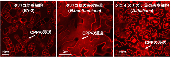 植物細胞に透過する細胞膜透過性ペプチド（CPP）（赤色）の図