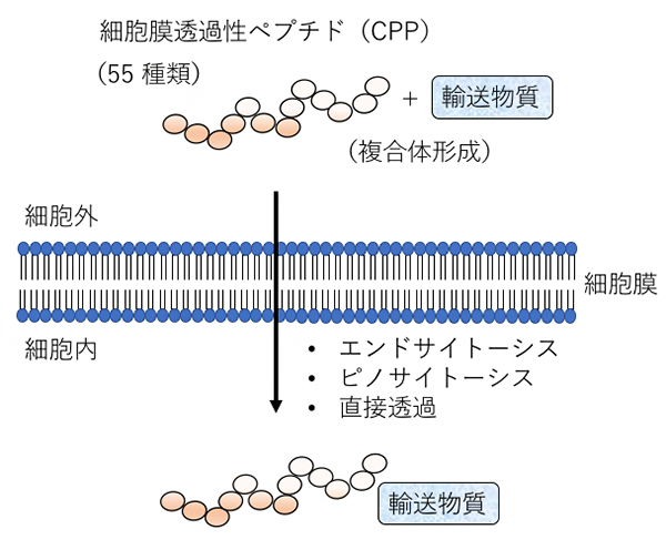 細胞膜透過性ペプチド（CPP）の概略図の画像