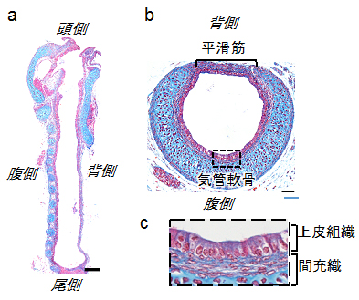 マウス気管の構造（胎生18.5日）の図