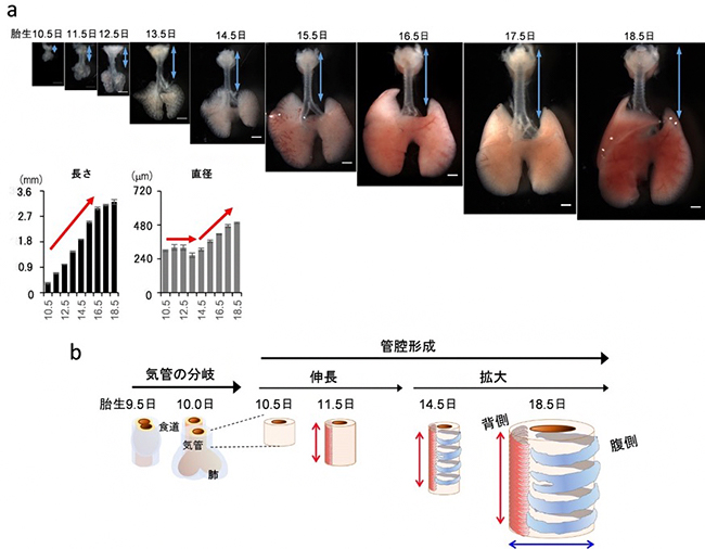 マウス胎児における段階的に進行する気管発生の図