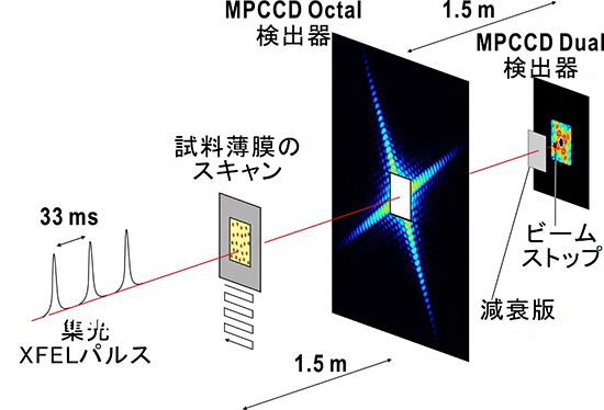 自由電子レーザー-X線回折イメージング（XFEL-XD）実験の模式図の画像