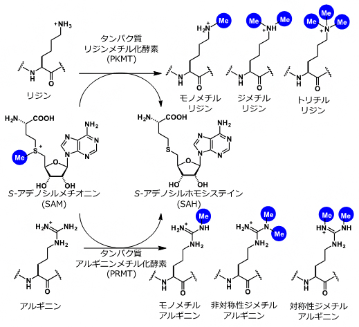 タンパク質メチル化反応、S-アデノシルメチオンニンの図