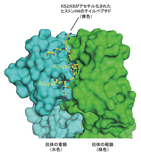 ヒストンH4の高アセチル化修飾（H4K5acK8ac）を認識する抗体の図