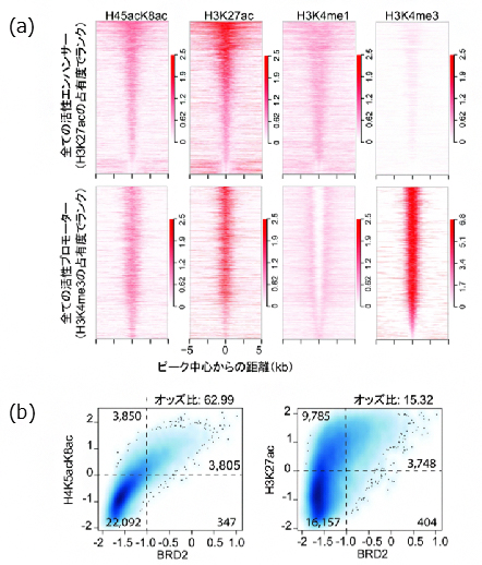 ヒストンH4の高アセチル化修飾（H4K5acK8ac）のゲノム規模解析の図