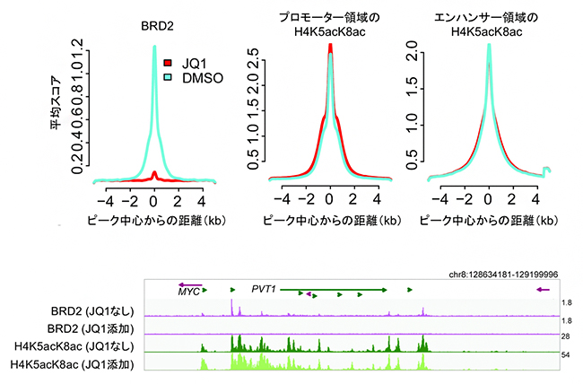 BET阻害剤によるヒストンH4の高アセチル化修飾（H4K5acK8ac）への影響の図