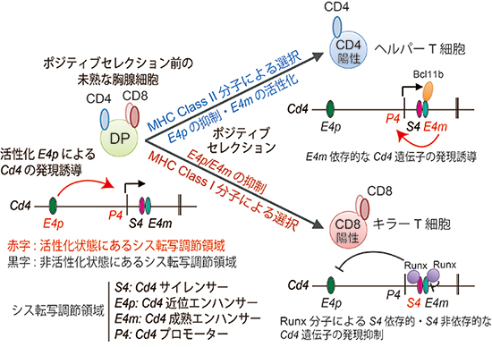 胸腺細胞分化におけるCd4遺伝子制御機構の図