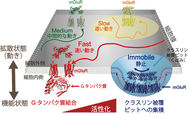 mGluR3の生細胞膜中の動きと機能状態の関係の図