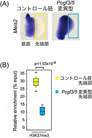 Pcgf3/5変異型におけるMeis2遺伝子の肢芽先端部での発現誘導とH3K27me3の変化の図