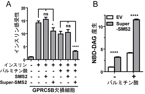 パルミチン酸存在下でのGPRC5B依存的SMS2リン酸化によるSMS2発現の増大の図
