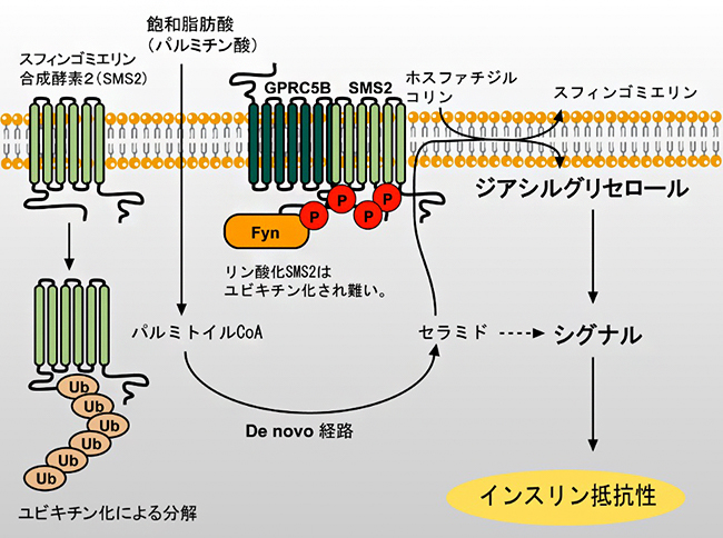 インスリン抵抗性を示す分子機構の図
