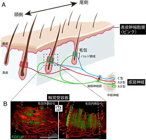 皮膚毛包の触覚受容器の図