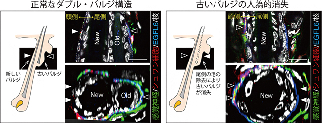 表皮幹細胞による感覚神経パターンの制御の図