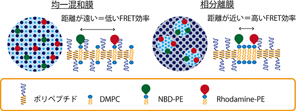 ニつの膜モデルと蛍光共鳴エネルギー移動（FRET）効率の図